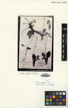 Type specimen at Edinburgh (E). Griffith, William: 3511. Barcode: E00024680.