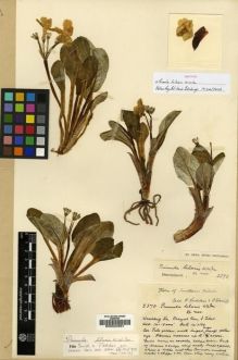 Type specimen at Edinburgh (E). Ludlow, Frank; Sherriff, George: 2370. Barcode: E00024681.