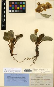 Type specimen at Edinburgh (E). Ludlow, Frank; Sherriff, George: 2370. Barcode: E00024683.