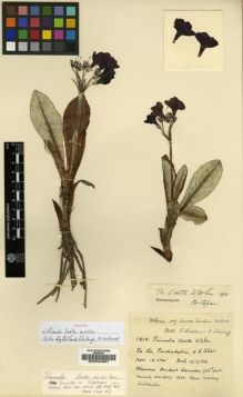 Type specimen at Edinburgh (E). Ludlow, Frank; Sherriff, George: 1910. Barcode: E00024687.