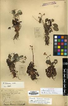 Type specimen at Edinburgh (E). Smith, William; Cave, George: 2111. Barcode: E00024700.