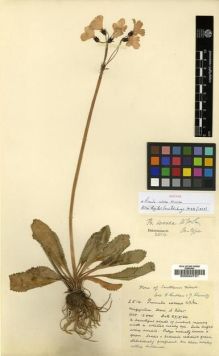 Type specimen at Edinburgh (E). Ludlow, Frank; Sherriff, George: 2514. Barcode: E00024721.