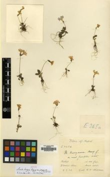 Type specimen at Edinburgh (E). Sharma, K.: 345A. Barcode: E00024733.
