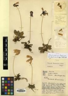 Type specimen at Edinburgh (E). Kingdon-Ward, Francis: 5741. Barcode: E00024734.
