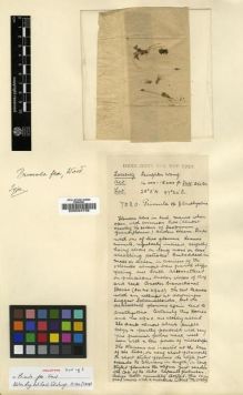 Type specimen at Edinburgh (E). Kingdon-Ward, Francis: 7020. Barcode: E00024738.