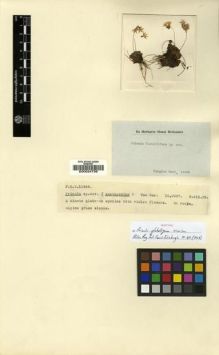 Type specimen at Edinburgh (E). Kingdon-Ward, Francis: 11949. Barcode: E00024739.