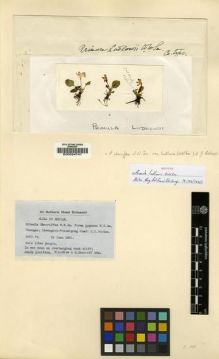 Type specimen at Edinburgh (E). Ludlow, Frank; Sherriff, George: 554. Barcode: E00024741.