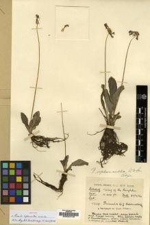 Type specimen at Edinburgh (E). Kingdon-Ward, Francis: 7228. Barcode: E00024749.