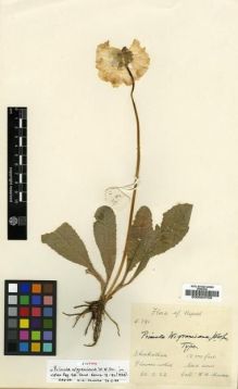 Type specimen at Edinburgh (E). Sharma, K.: E.391. Barcode: E00024758.