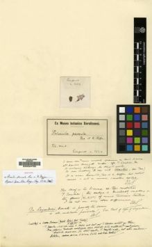 Type specimen at Edinburgh (E). Limpricht, Hans: 2124. Barcode: E00024762.