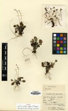 Type specimen at Edinburgh (E). Cooper, Roland: 4977. Barcode: E00024765.