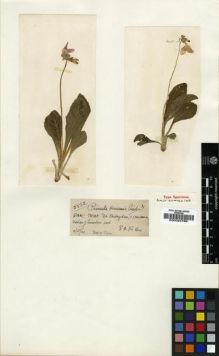 Type specimen at Edinburgh (E). Kerr, Arthur: 5582. Barcode: E00024769.
