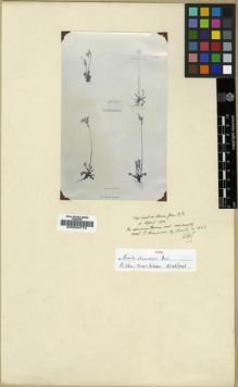 Type specimen at Edinburgh (E). Eschscholtz, Johann Friedrich Gustav von: . Barcode: E00024772.