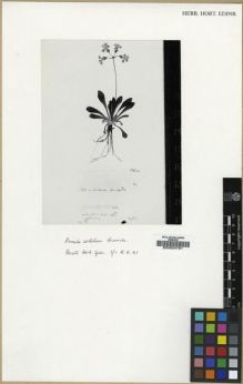 Type specimen at Edinburgh (E). Farges, Paul: 568. Barcode: E00024781.