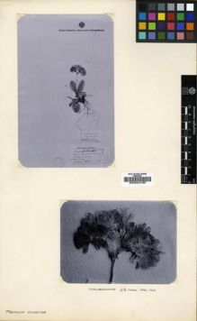 Type specimen at Edinburgh (E). Kusnetzoff, N.: 551. Barcode: E00024785.