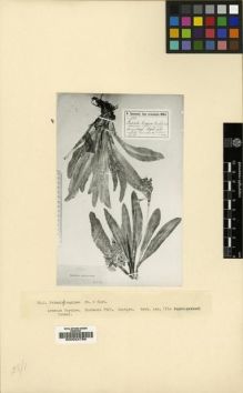 Type specimen at Edinburgh (E). Sintenis, Paul: 4307. Barcode: E00024786.