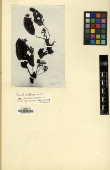 Type specimen at Edinburgh (E). Delavay, Pierre: 5016. Barcode: E00024815.