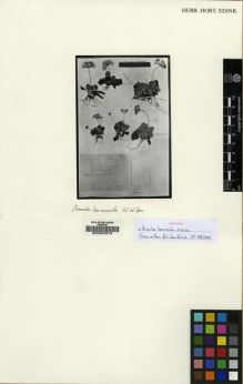 Type specimen at Edinburgh (E). Ludlow, Frank; Sherriff, George; Elliot, H.: 13607. Barcode: E00024818.
