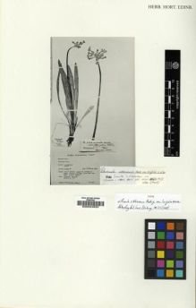 Type specimen at Edinburgh (E). Hanbury-Tracy, J.: 176. Barcode: E00024823.