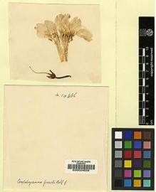 Type specimen at Edinburgh (E). Forrest, George: 10666. Barcode: E00024829.