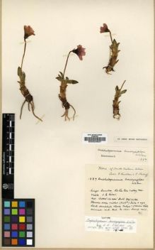 Type specimen at Edinburgh (E). Ludlow, Frank; Sherriff, George: 1887. Barcode: E00024837.