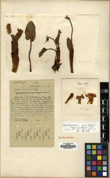 Type specimen at Edinburgh (E). Farrer, Reginald: 1187. Barcode: E00024840.