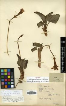 Type specimen at Edinburgh (E). Farrer, Reginald: 1673. Barcode: E00024844.