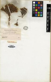 Type specimen at Edinburgh (E). Przewalski, Nikolai: . Barcode: E00024850.