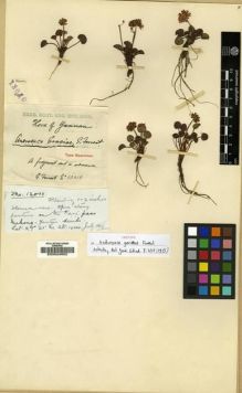 Type specimen at Edinburgh (E). Forrest, George: 13010. Barcode: E00024852.