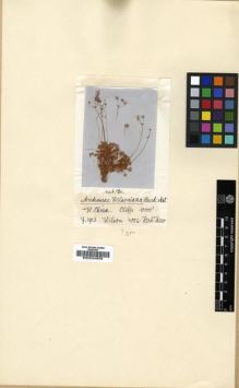 Type specimen at Edinburgh (E). Wilson, Ernest: 4002. Barcode: E00024859.