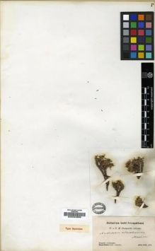 Type specimen at Edinburgh (E). Przewalski, Nikolai: . Barcode: E00024869.