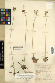 Type specimen at Edinburgh (E). Forrest, George: 14122. Barcode: E00024872.