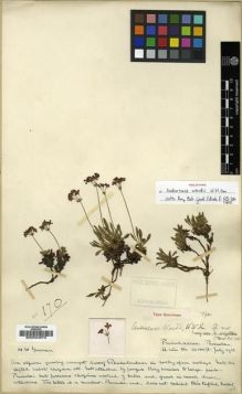 Type specimen at Edinburgh (E). Kingdon-Ward, Francis: 170. Barcode: E00024873.