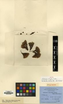 Type specimen at Edinburgh (E). Ludlow, Frank; Sherriff, George; Taylor, George: 5029. Barcode: E00024883.