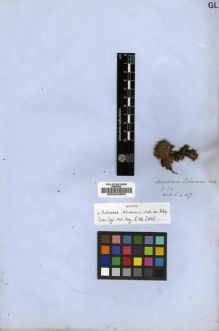 Type specimen at Edinburgh (E). Wallich, Nathaniel: 617. Barcode: E00024895.
