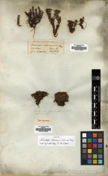 Type specimen at Edinburgh (E). Wallich, Nathaniel: 617. Barcode: E00024896.