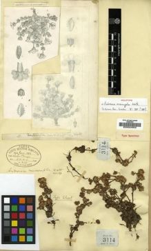 Type specimen at Edinburgh (E). Watt, George: 3114. Barcode: E00024902.