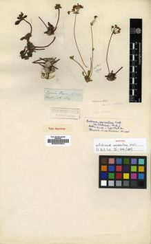 Type specimen at Edinburgh (E). Wallich, Nathaniel: 614. Barcode: E00024904.