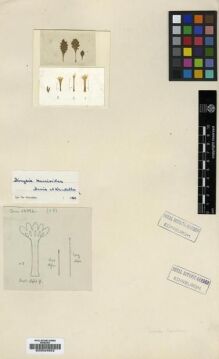 Type specimen at Edinburgh (E). Davis, Peter; Polunin, Oleg: 23884. Barcode: E00024922.