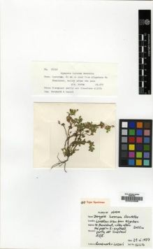 Type specimen at Edinburgh (E). : 26216. Barcode: E00024926.