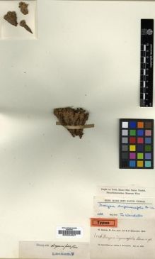 Type specimen at Edinburgh (E). Kotschy, Carl (Karl): 236. Barcode: E00024927.