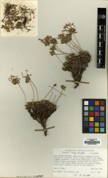 Type specimen at Edinburgh (E). Hedge, Ian; Wendelbo, Per: W.3888. Barcode: E00024932.