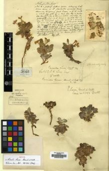 Type specimen at Edinburgh (E). Lace, John: 3648. Barcode: E00024936.