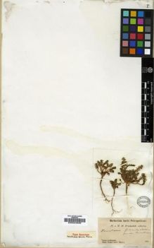 Type specimen at Edinburgh (E). Przewalski, Nikolai: . Barcode: E00024938.
