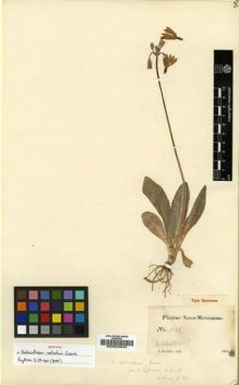 Type specimen at Edinburgh (E). Fendler, August: 549. Barcode: E00024945.