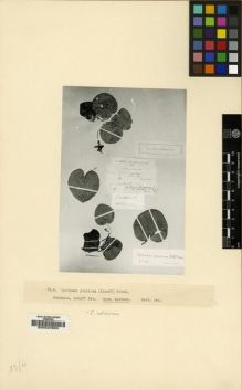 Type specimen at Edinburgh (E). Alboff, Nikolai Michailovich: 249. Barcode: E00024953.