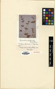 Type specimen at Edinburgh (E). Wilson, Ernest: 3802. Barcode: E00024960.
