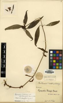 Type specimen at Edinburgh (E). Tsai, H.T.: 51192. Barcode: E00024963.
