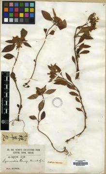 Type specimen at Edinburgh (E). Henry, Augustine: 670. Barcode: E00024964.