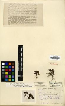 Type specimen at Edinburgh (E). Bodinier, Emile: . Barcode: E00024966.